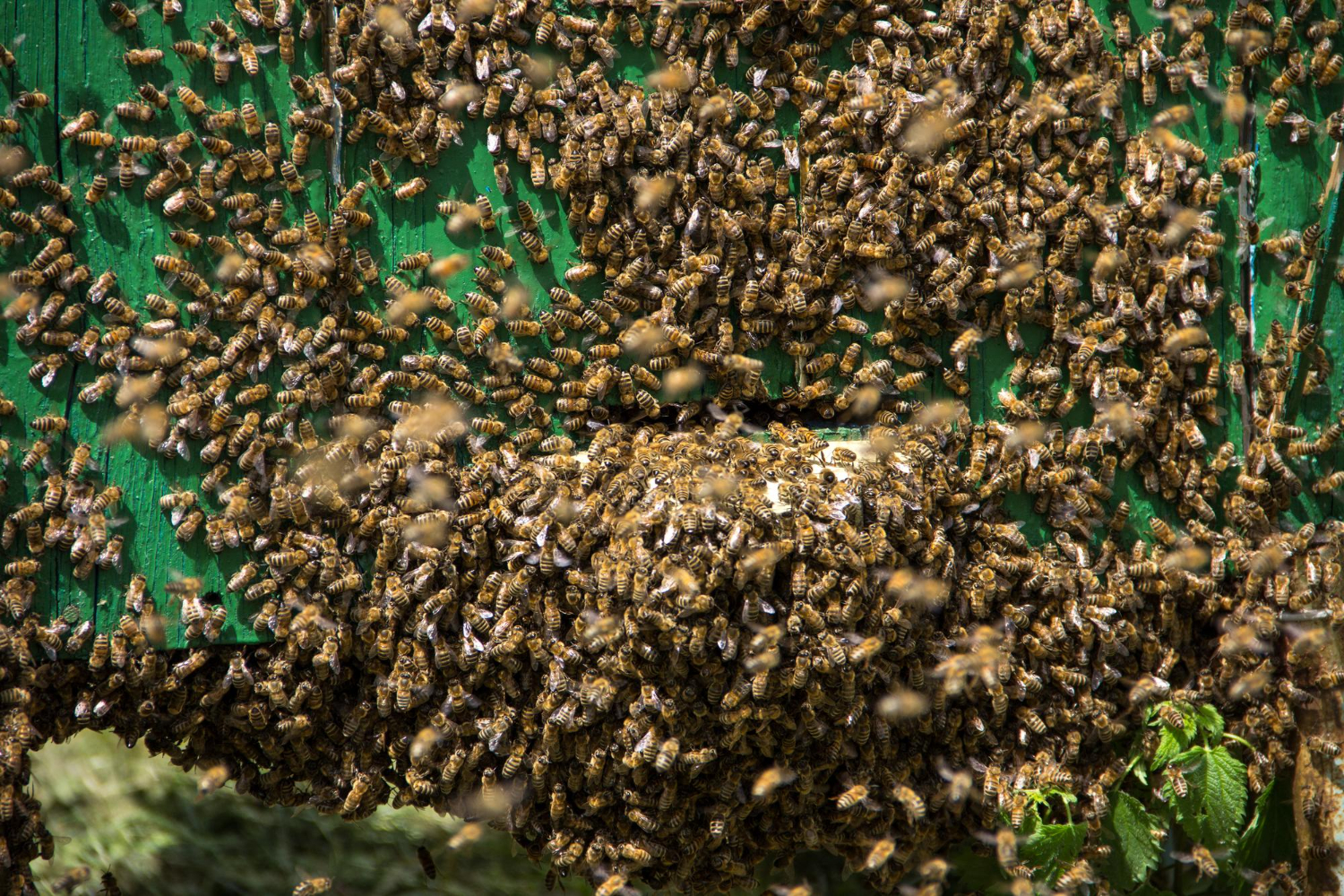 Swarm control and removal